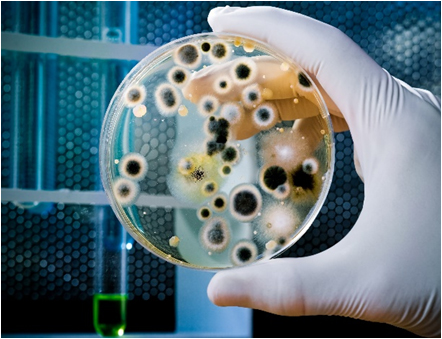 Mold Remediation and Mold Removal