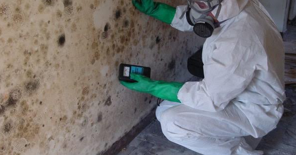 Highest Grade Mold Testing Services Offered